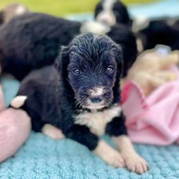 Aussiedoodle and Bordoodle Puppies from Dood B Ranch Doodles