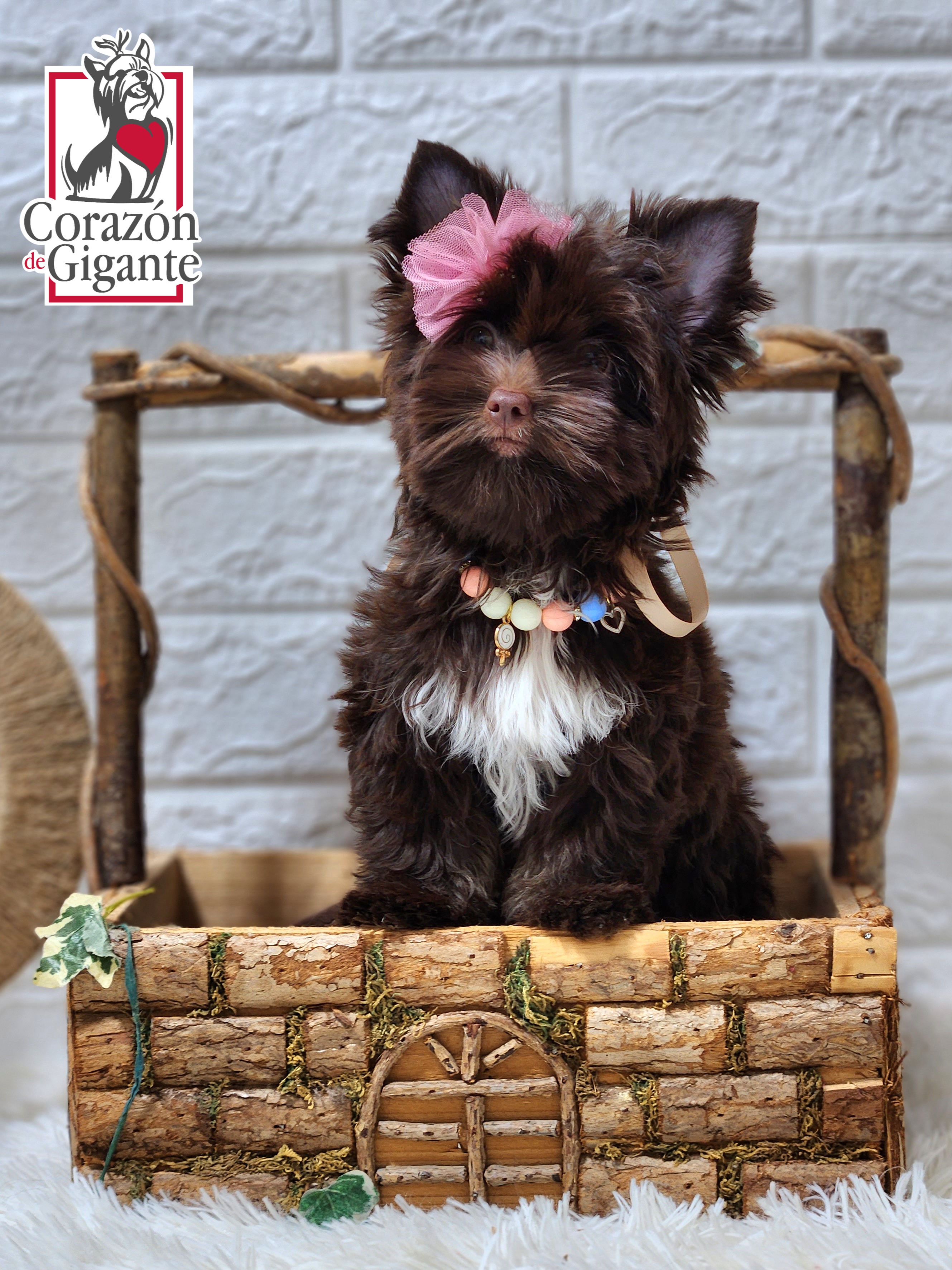 Biewer Terrier and Yorkshire Terrier Puppies from Corazon de gigante