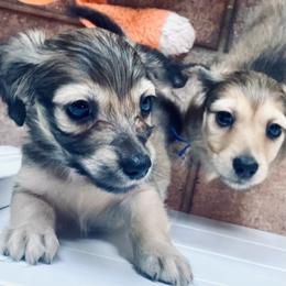 Dachshund Puppies from Northwest Dachshunds