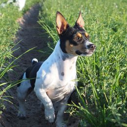Freya - Teddy Roosevelt Terrier