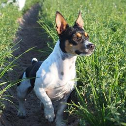 Freya - Teddy Roosevelt Terrier