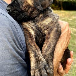 Cane Corso Puppies from Wilco Cane Corso