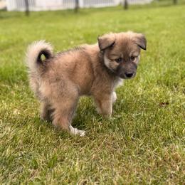 Cinnamon - female Nenets Herding Laika puppy in Rockville, Maryland from Skais the Limit