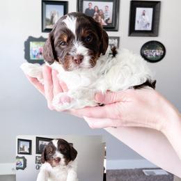 Cavapoo Puppies from Wonderful World Doodles