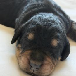 Baxter - Tri-color male Bernedoodle puppy in Phelan, California from PuppyPaws4U