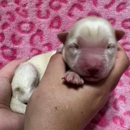 AKC Malibu - White female Siberian Husky puppy in Centreville, Maryland from Huskies By the Bay