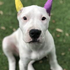 Dogo Argentino and Greyhound Puppies from Wayward Dogos and Hounds