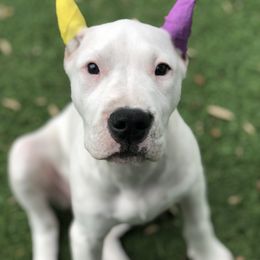 Dogo Argentino and Greyhound Puppies from Wayward Dogos and Hounds