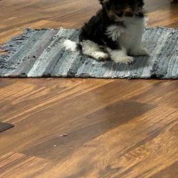 Boy 3(1700) - Black tan and white male Biewer Terrier puppy in Douglas, Georgia from Southern Georgia Yorkies and biewers