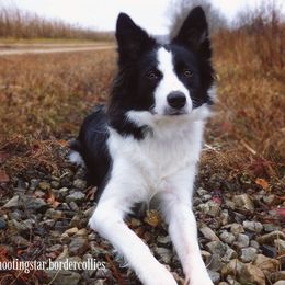 Border Collie All Grown Up from Shooting Star Border Collies