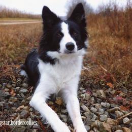 Border Collie All Grown Up from Shooting Star Border Collies
