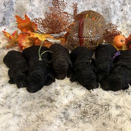 Poodle puppies from Classic Biewers