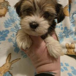 Boy 4 - Red sable male Havanese puppy in Deer Park, Washington from Mt. Top Havanese