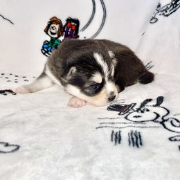 Pomsky Puppies from Sterling Pomskies