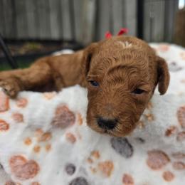 Lyle - Red male Bernedoodle puppy in Blackfoot, Idaho from Draper Mountain Doodles