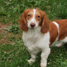 Dachshunds and English Springer Spaniels from Indian Creek Springers and Doxies