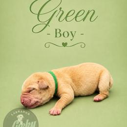 Green Collar Boy - Yellow male Labrador Retriever puppy in Las Vegas, Nevada from Lucky Labrador Retrievers