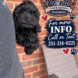 Ella - Black female Cockapoo puppy in Mobile, Alabama from Ace of Spades Yorkies