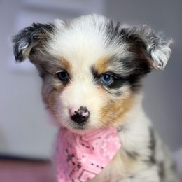 Dove - Blue merle female Australian Shepherd puppy in Orlando, Florida from Skaky Shepherds