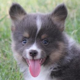 Bluie Boy 1 - Blue male Pembroke Welsh Corgi puppy in Cameron, Texas from Moonstone Corgis & Frenchies