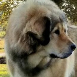 Gemma - Tibetan Mastiff