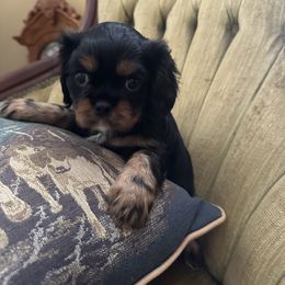 Ebony - Black and tan female Cavalier King Charles Spaniel puppy in Maynardville, Tennessee from Lockwood Cavaliers