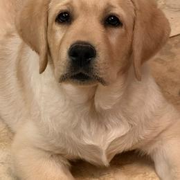 Labrador Retriever Puppies from Ridgemere Retrievers