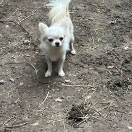 Polar - Chihuahua