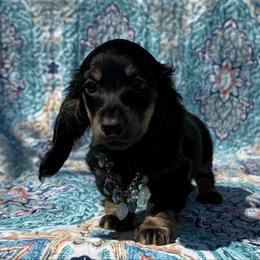 Frankie - Black and tan male Dachshund puppy in Lincoln, Arkansas from Red Dirt Dachshunds