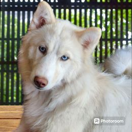 Stella - Siberian Husky