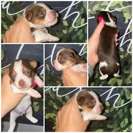 Rolo - Tan male Yorkshire Terrier puppy in Cleveland, Tennessee from Moody’s Morkies and More