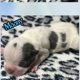 Moony - Blue male Boston Terrier puppy in Brazos Point, Texas from TX Southern Belle Bostons
