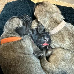 Orange Collar Girl - Fawn female Boerboel puppy in Warren, Michigan from BoHo Boerboels