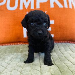 Knight - Black male Goldendoodle puppy in Auburn, Indiana from Martin’s Doodles