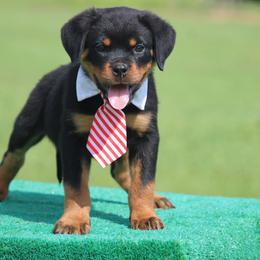 Dino - Black and mahogany male Rottweiler puppy in Uniontown, Alabama from CedarBluff Rottweilers