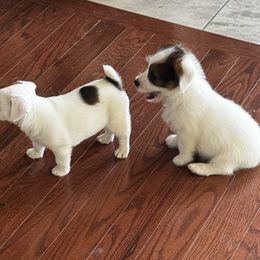 Jack Russell Terriers from Wampler Jacks