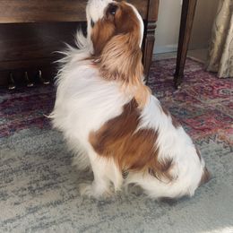 Blackjack - Cavalier King Charles Spaniel
