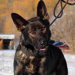Draco - German Shepherd