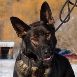 Draco - German Shepherd