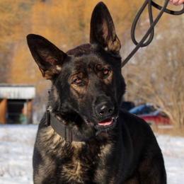 Draco - German Shepherd