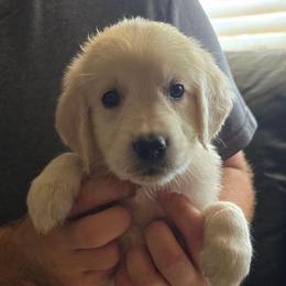 Gold Girl - Light golden female Golden Retriever puppy in Peoria, Arizona from Nordic Woof's Golden Retrievers