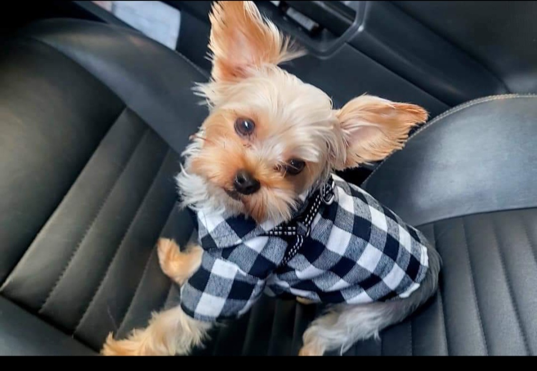 Gucci - Yorkshire Terrier