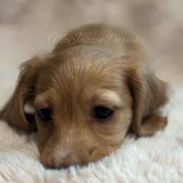Boy 3 - Cream male Dachshund puppy in Chehalis, Washington from McJazzin Doxies
