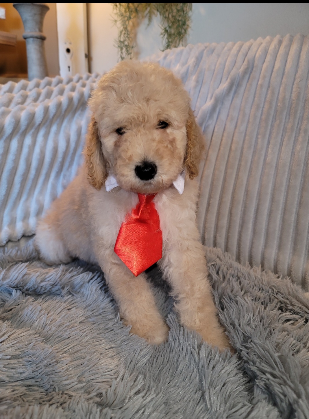 Poodle Puppies from Caboodles of Poodles