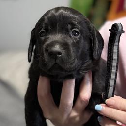Boy 5 - male Labrador Retriever puppy in Dennis, Mississippi from Outlaw Ridge Kennels