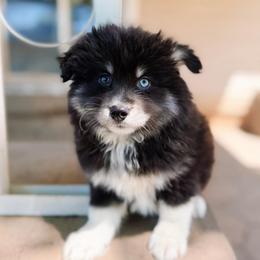 Nectar - Black and white male Pomsky puppy in Cleveland, Ohio from Lake Point Pomskies
