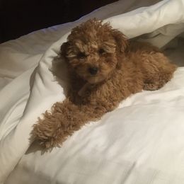Cockapoo Puppies from Martin's Cockapoos