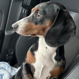 Rocky - Dachshund