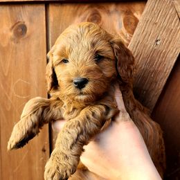 Bernedoodle and Goldendoodle Puppies from Stony Meadow Puppies