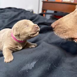 Hot pink collar - Silver female Dilute Retriever puppy in Valley Center, California from Stunning Silver Bullets Labradors